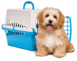dog1